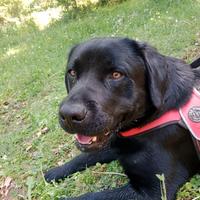 Maschio Labrador Retriever con pedigree ENCI disp