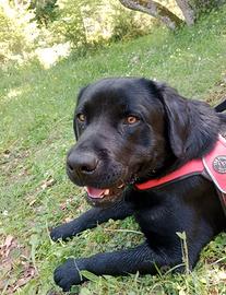 Maschio Labrador Retriever con pedigree ENCI disp