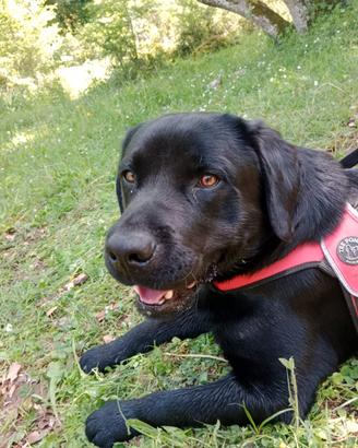 Maschio Labrador Retriever con pedigree ENCI disp
