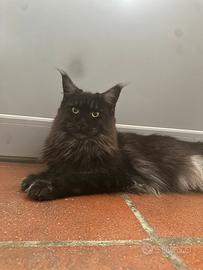 Maine coon Margot