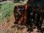 Immagine 4
