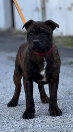 Staffordschire bull terrier