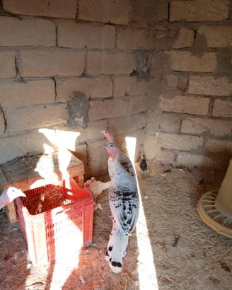 Tacchini ermellinati di rovigo