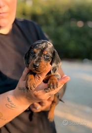 Cuccioli di bassotti arlecchini