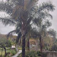 palma da cocos oltrev4 metri