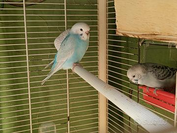 Piccoli di cocorite