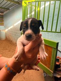 Jack Russel cucciolata