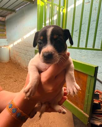 Jack Russel cucciolata
