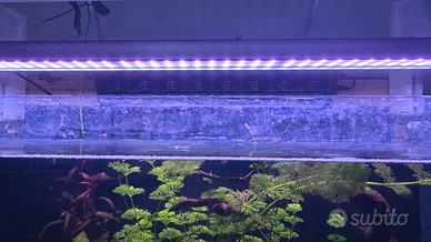 lampada acqua dolce led star
