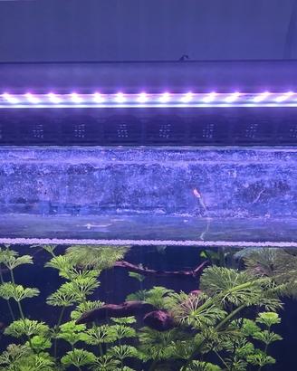 lampada acqua dolce led star