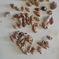 Conchiglie nassarius
