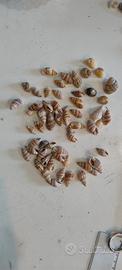 Conchiglie nassarius
