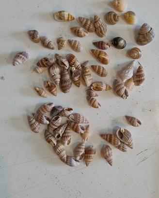 Conchiglie nassarius