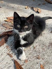 Gattini di colore bianco e nero
