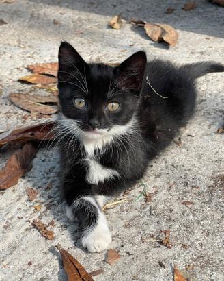 Gattini di colore bianco e nero