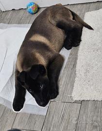 Cuccioli pastore Belga Malinois carbone