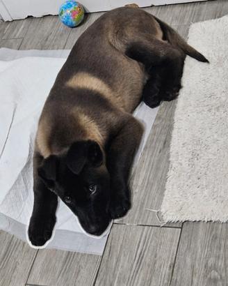 Cuccioli pastore Belga Malinois carbone