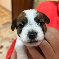 Cuccioli di Jack Russell Terrier