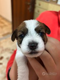 Cuccioli di Jack Russell Terrier