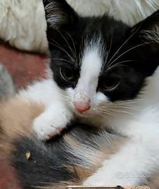 Cucciole gatto siberiano