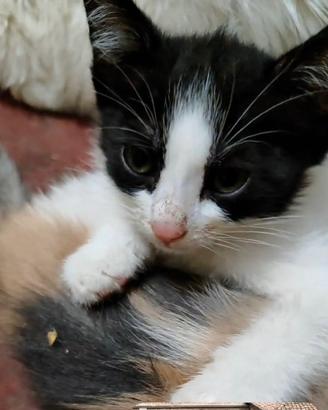 Cucciole gatto siberiano