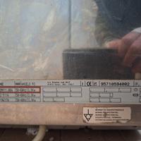 salamandra angelo po