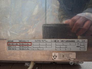 salamandra angelo po