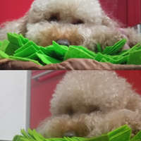 Barboncino Toy al limite Disponibile per monta