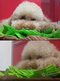 Barboncino Toy al limite Disponibile per monta