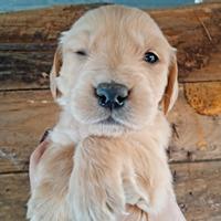 Golden retriever inglese