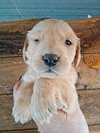 Golden retriever inglese