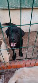 2 labrador