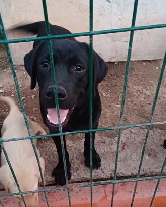 2 labrador