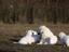 Immagine 3