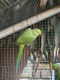 Parrocchetto dal collare maschio