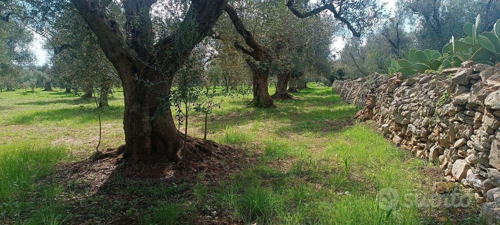 Vendita uliveto - Vista 5