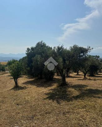 TER. AGRICOLO A TARSIA