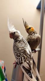 Calopsite allevate a mano