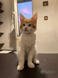 Cuccioli Maine Coon