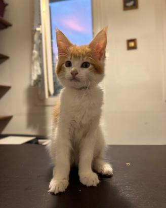 Cuccioli Maine Coon