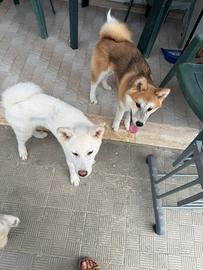 Akita inu