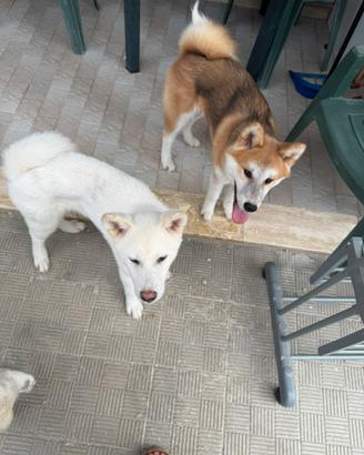 Akita inu