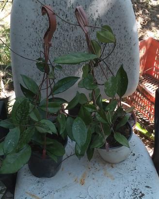 giardino fai da te