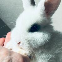 Coniglio nano maschio