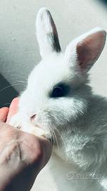 Coniglio nano maschio