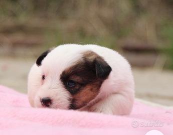 Femminuccia Jack russell