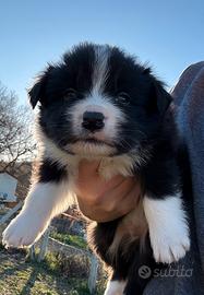 Border collie