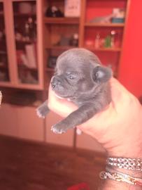cane CHIHUA ULTIMI DISPONIBILE MASCIHOO GRIGIO TOP