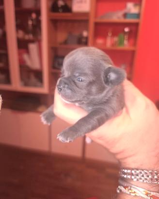cane CHIHUA ULTIMI DISPONIBILE MASCIHOO GRIGIO TOP