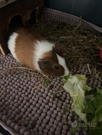 Cavia